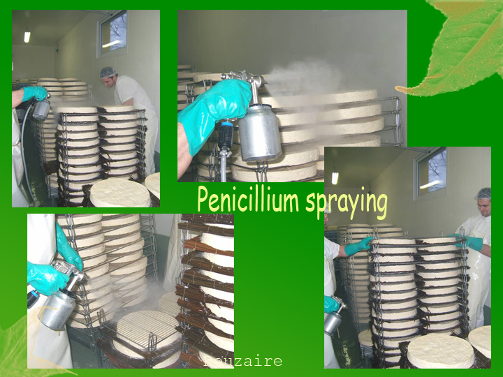 penicilium spraying